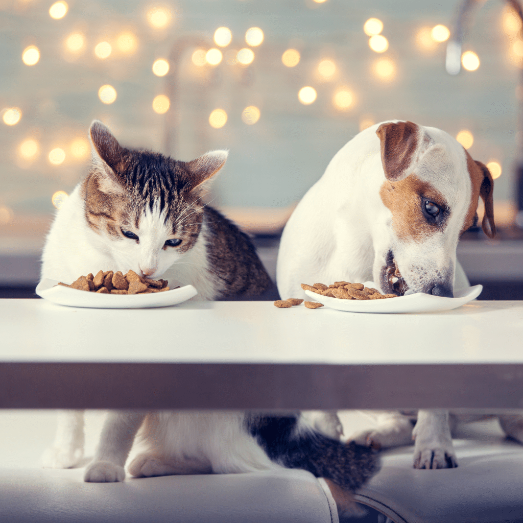 Nutrition chien et chat