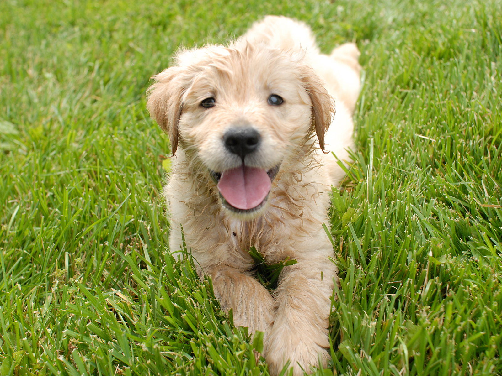 Jeune chien observant son adoptant, symbolisant les débuts d’une relation de confiance après l’adoption.