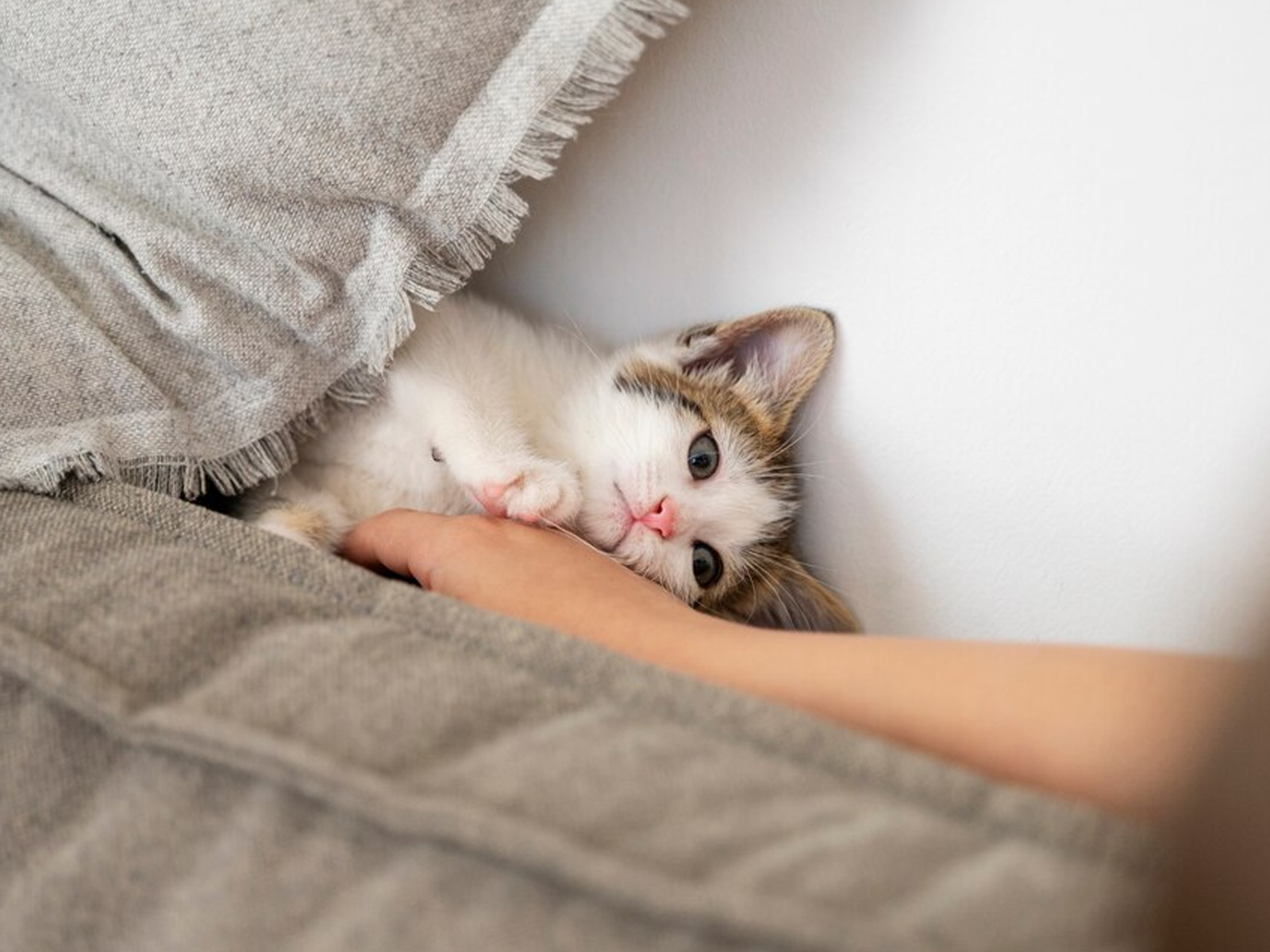 Chat blotti dans les bras d’une personne, illustrant une scène d’adoption et de création de lien affectif.