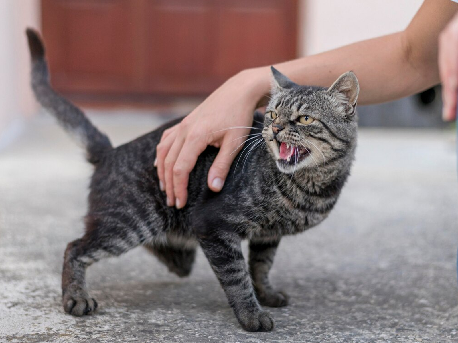 Chat observé en gros plan, allongé sur un canapé, dans le cadre d'une évaluation comportementale.