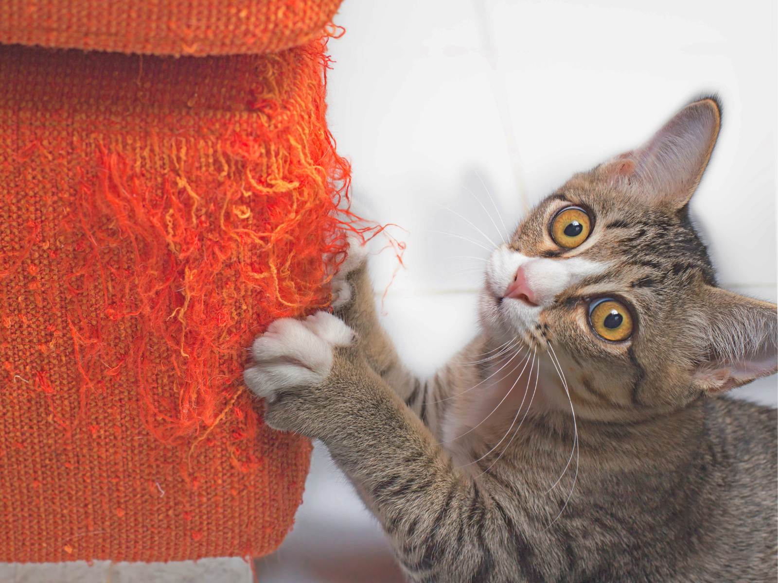 Chaton tigré en train de griffer un canapé orange abîmé, regardant l’objectif