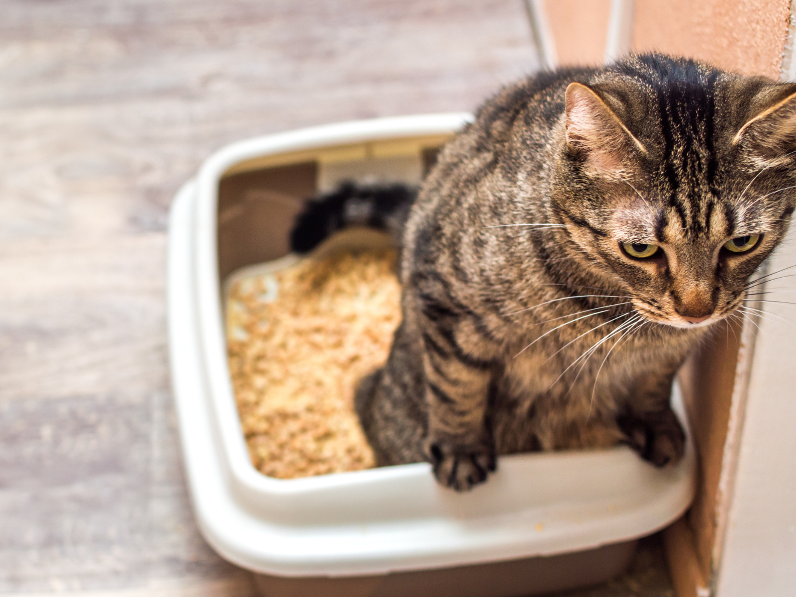 Chat tigré assis sur le rebord de son bac à litière, manifestement mal à l’aise