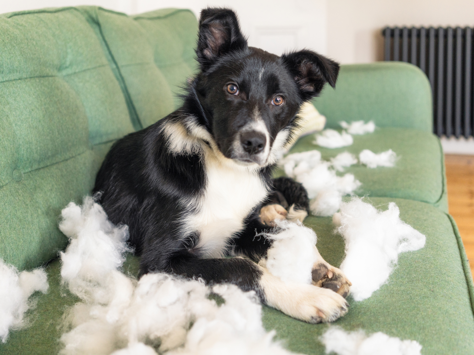 Chien noir et blanc sur un canapé vert, entouré de mousse déchirée après avoir détruit le coussin