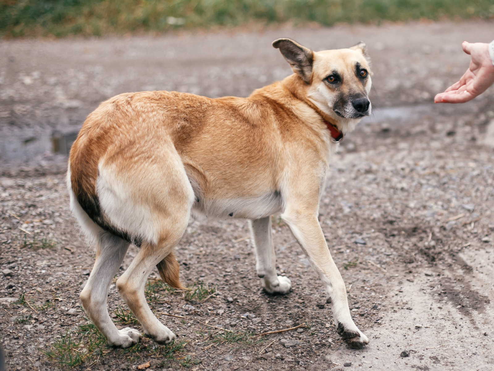 Chien beige et noir en posture de recul sur un chemin de terre, regardant une main tendue avec méfiance