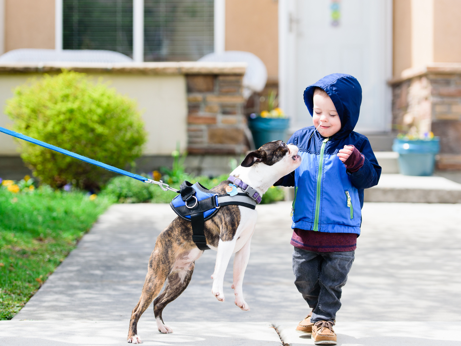 Petit garçon en manteau bleu souriant devant un chien excité en harnais pendant une promenade